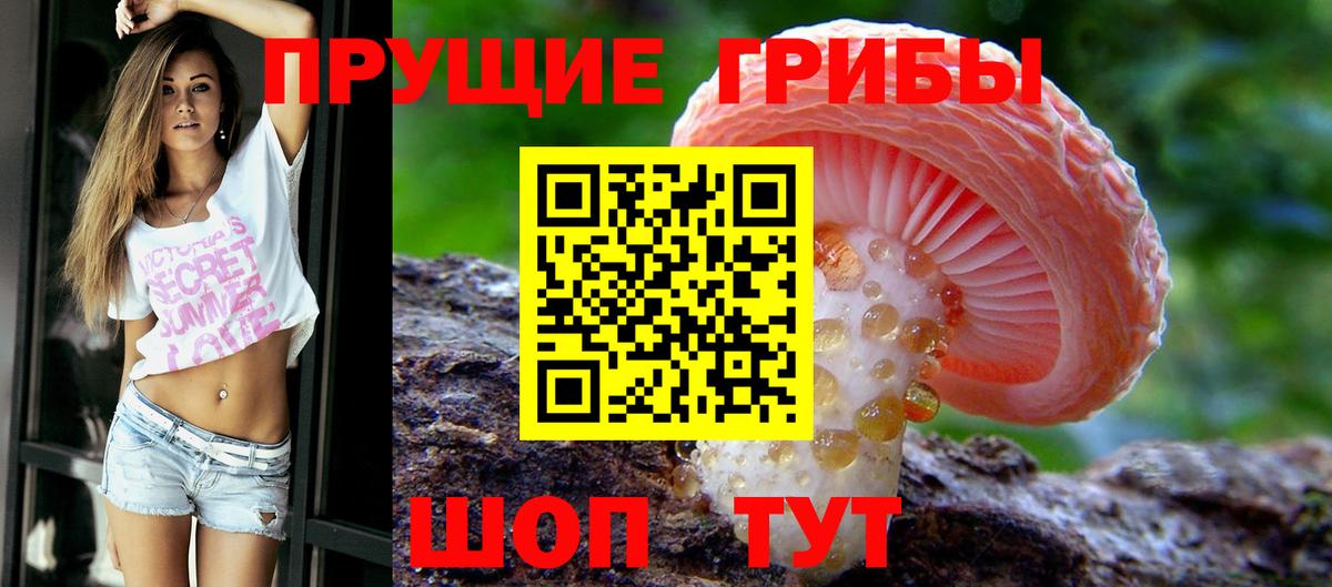 Москва  Псилоцибиновые грибы Psilocybine cubensis  Вход с VPN 