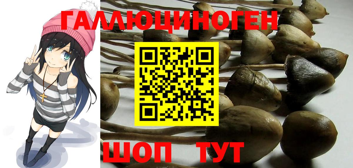 Галлюциногенные грибы Psilocybine cubensis Москва